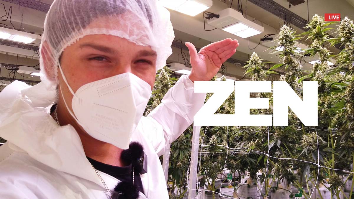 Watermelon Zkittlez: THC-Gehalt, Ertrag & Wirkung