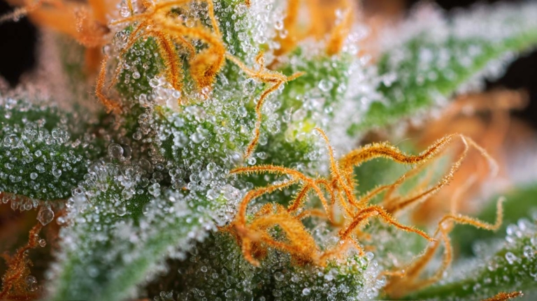 Cannabis & Appetit: Warum bekommt man Hunger beim Kiffen?