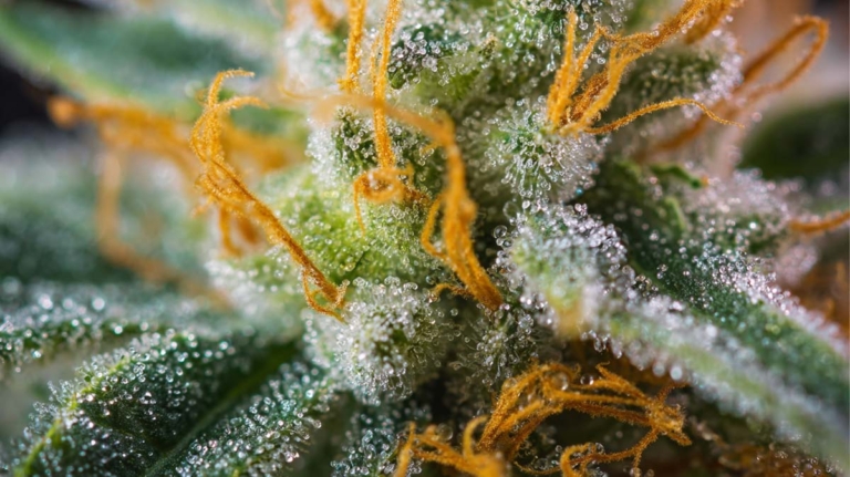 Terpene und ihr möglicher Einfluss auf Krankheiten: Medizinisches Cannabis – Studien