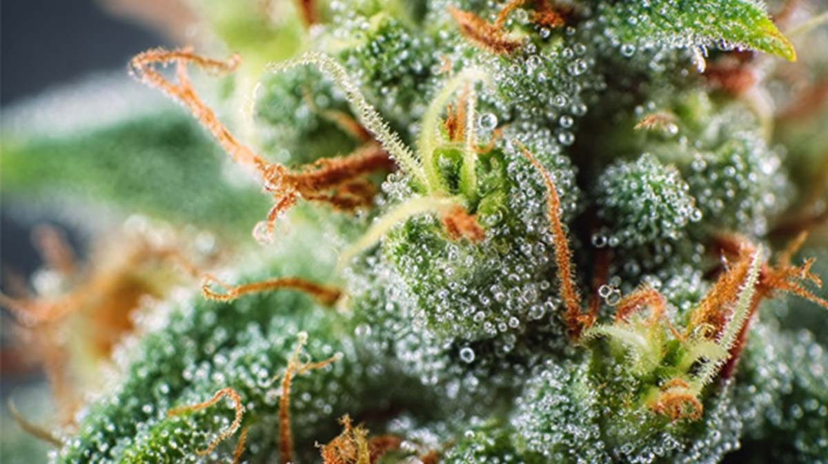 Cannabis Sorte: Terpene, Cannabis, Weed, Pflanze, Bluete
