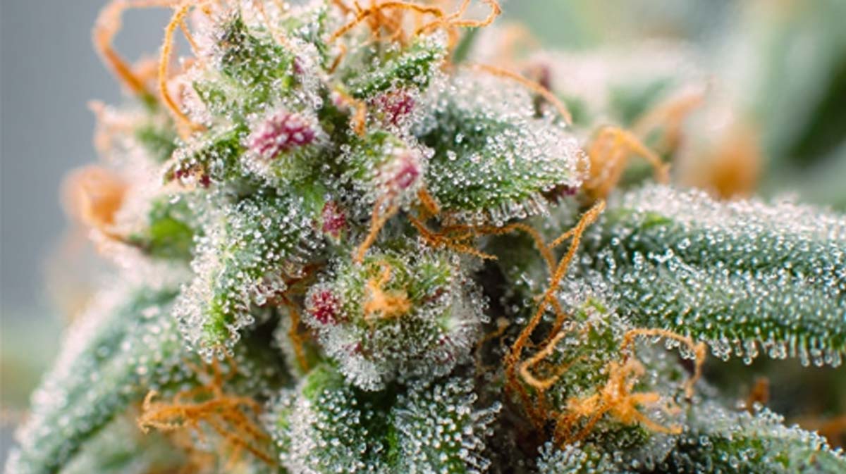 Cannabis Sorte: Terpene, Cannabis, Weed, Pflanze, Bluete