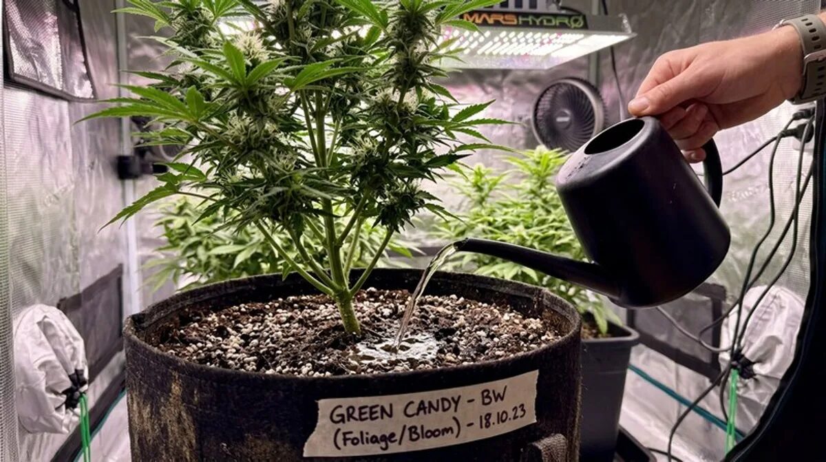 Gelato 33: THC-Gehalt, Geschmack & Indoor-Anbau