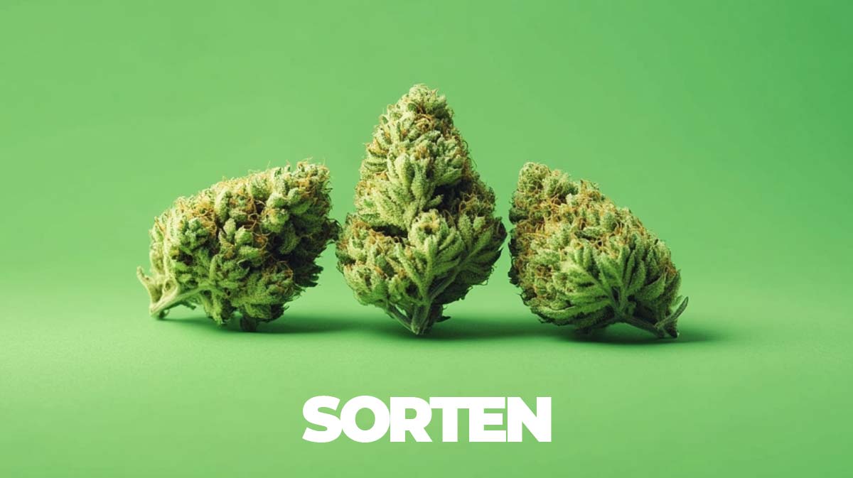 Cannabissorten: Top 100+ bekanntesten Sorten weltweit