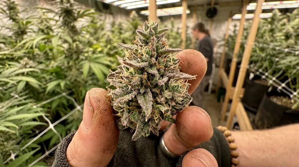 Royal Kush: Blütezeit, Ernte & Anbau Indoor