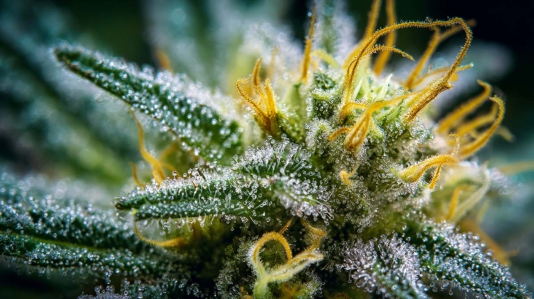 Pistillen Cannabis: Funktion, Farbe und Reifegrad der Blüte