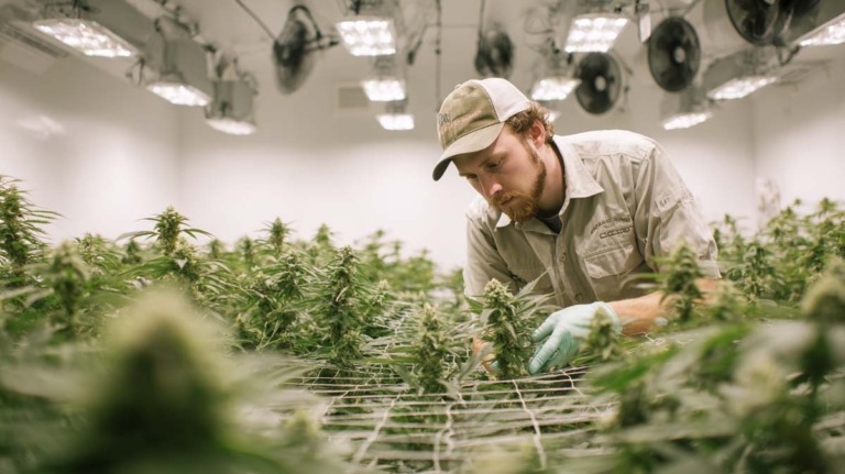 Anbauverein: Cannabis Social Clubs, Mietglied werden, Kosten, Menge & Co.