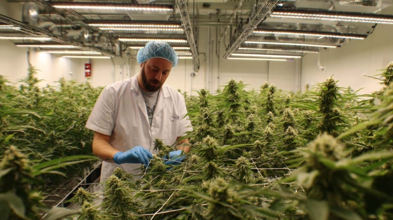 Cannabis Legalisierung: Regeln für Besitz, Anbau, Abgabe und Nutzung – Deutschland