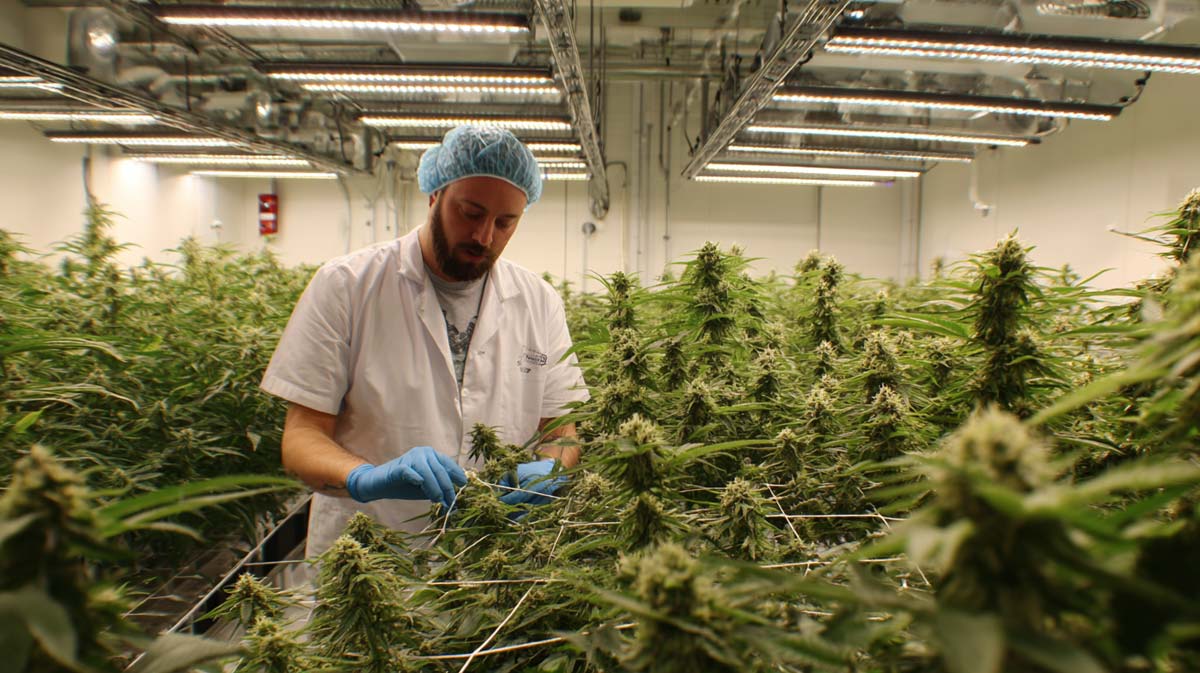 Cannabis Legalisierung: Regeln für Besitz, Anbau, Abgabe und Nutzung – Deutschland