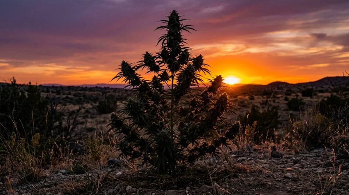 Emerald Triangle: Ernte, Anbau & wie lange Bl&uuml;tezeit?