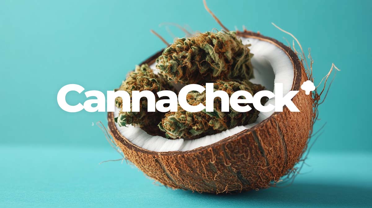 THC Dosierung: 10% vs 25% — wieviel für Anfänger?