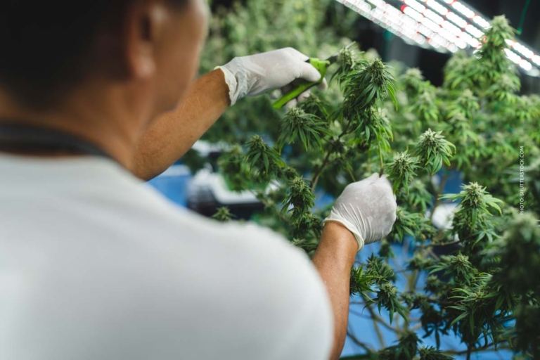 Cannabis GMP: Was bedeutet der Pharmastandard für Patienten?