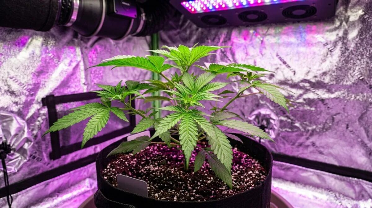 Reginald Sorte: Genetik, Effekte & Grow-Anleitung