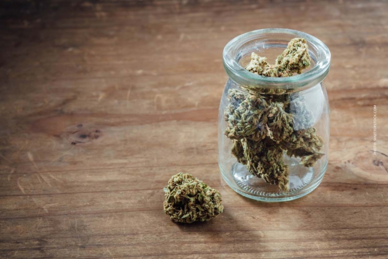 Cannabis Sorten Anfänger: Welche Sorte mit wenig THC?