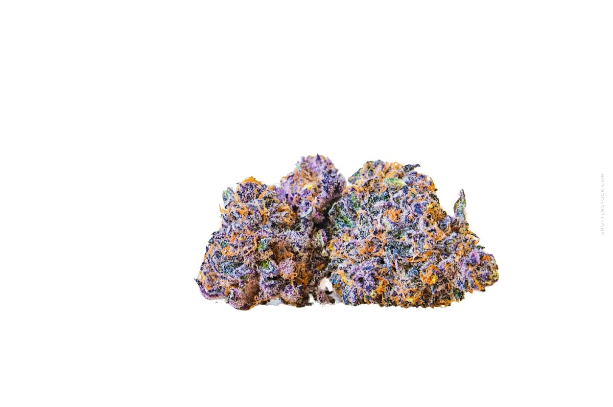 Granddaddy Purple: THC, Blueberry-Effekt & Anbau