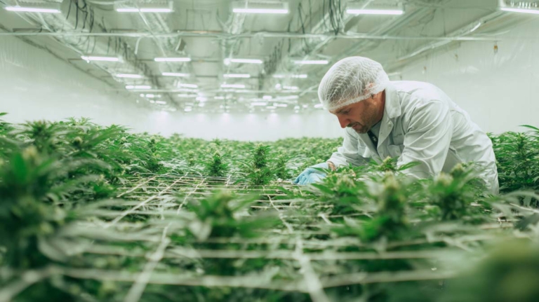 Cannabis Zuhause anbauen: 3 Pflanzen, legal & wieviel Ertrag?