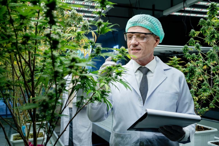 THC-CBD-Verhältnis: Was bewirkt 1:1 & welches nehmen?