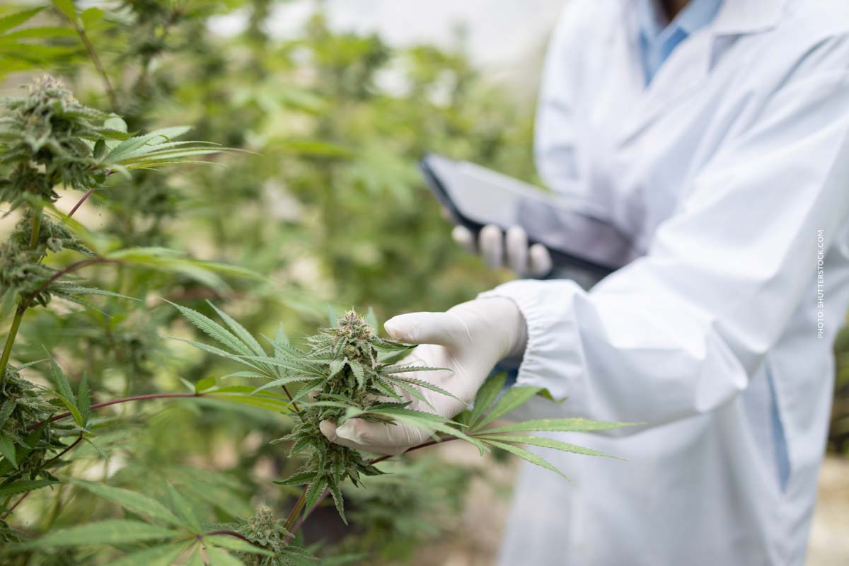 AlephSana Cannabis: Blüten, THC & Qualität im Test