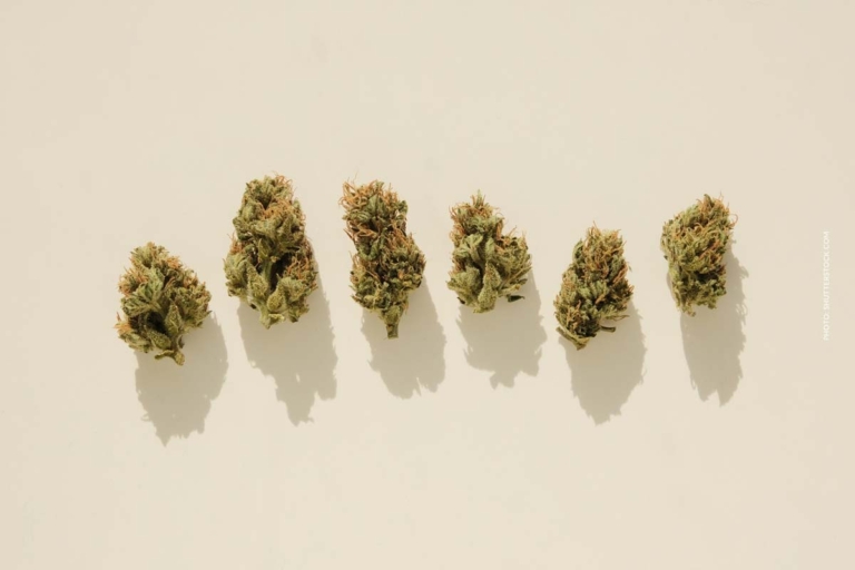 Purple Dragon Sorte: Big Buds, Genetik & Erntezeitpunkt