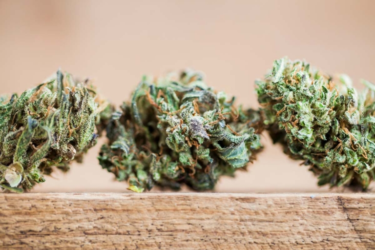 Papaya Cake Sorte: THC-Gehalt, süßer Geschmack & Wirkung