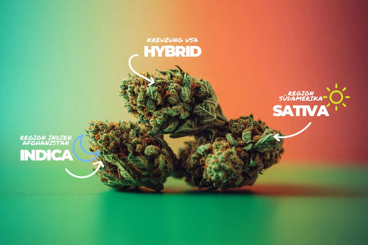Cannabis Hybrid: Sorten, Wirkung & was ist der Unterschied?