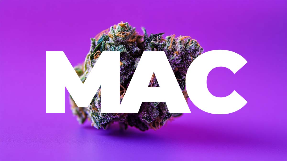 Desert Snow Sorte: THC, Geschmack & Effekte