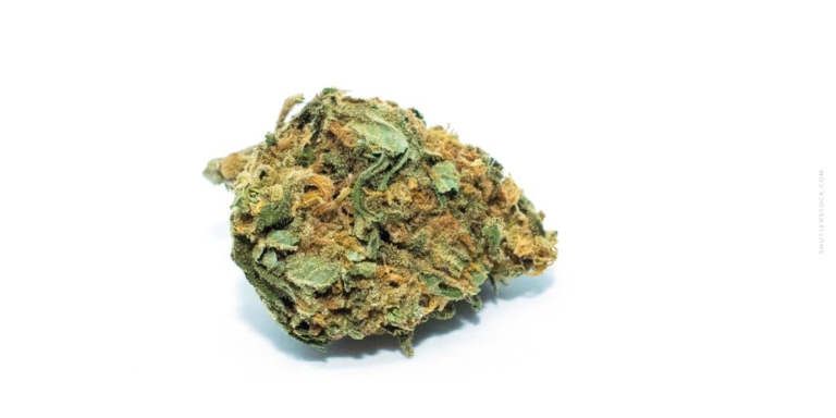 Cannabis Hersteller Deutschland: Lizenzen & wer produziert?