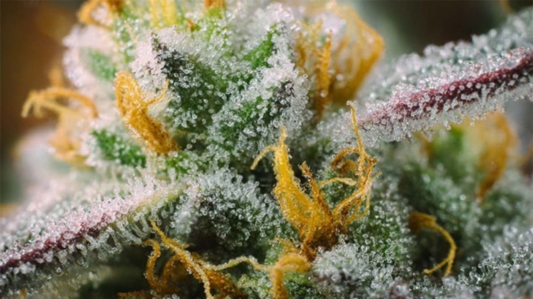Noidecs: Sorten, THC-Werte & Apotheken-Verfügbarkeit