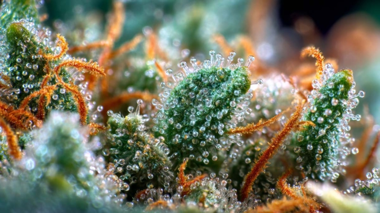 Valencen Terpen: Wirkung, Citrus-Effekt & welche Strains?