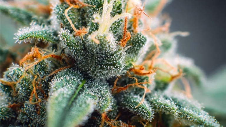 Gutes Cannabis erkennen: Qualität, Trichome & Geruch