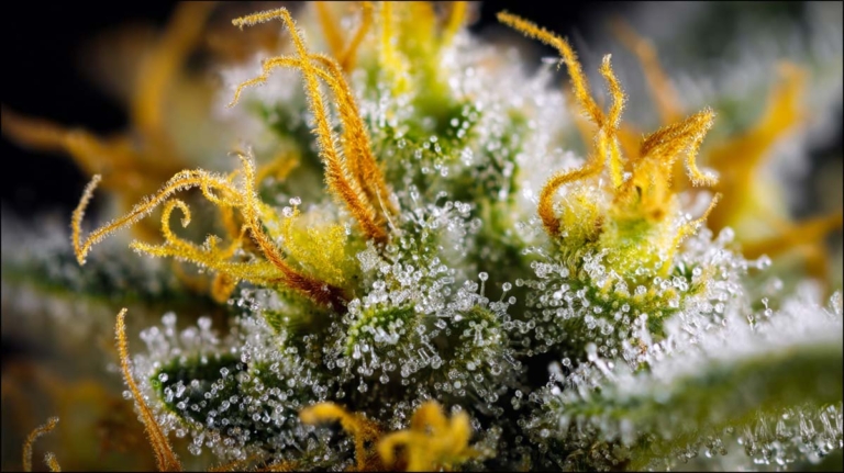 THC Cannabis kaufen: legal, Berlin & Schweiz ?