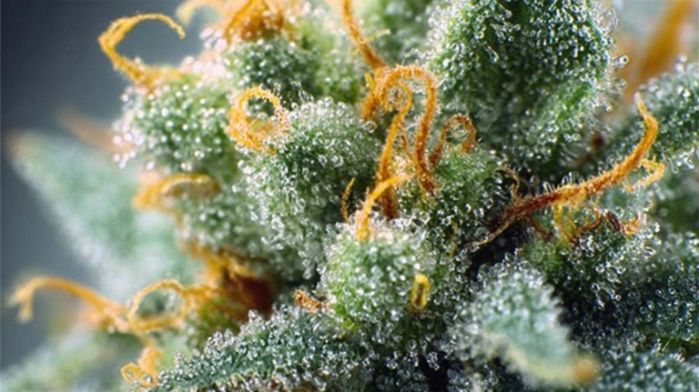 Blue Zushi Sorte: THC-Gehalt, Wirkung & Aroma