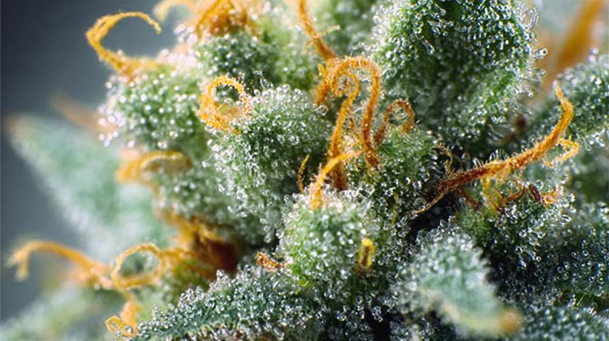 Loud Dream: Wirkung, THC & Erfahrungsberichte
