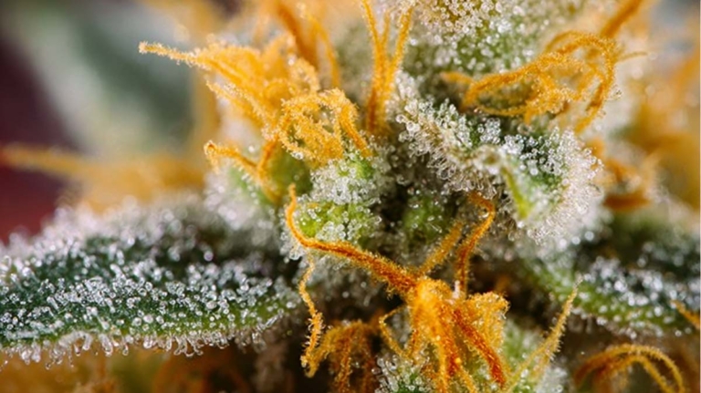 Linalool: Wirkung, Geruch & welche Cannabis-Sorten enthalten es?