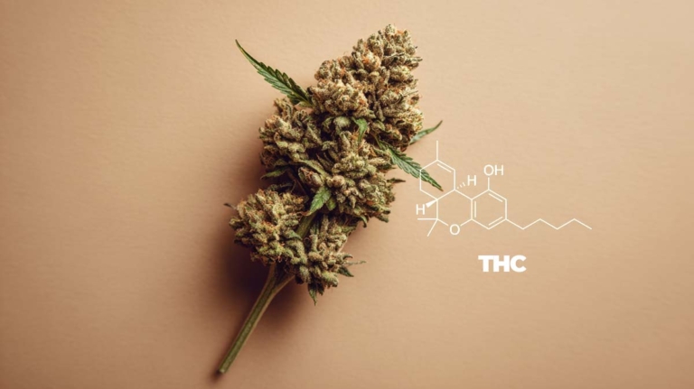 Cannabis Paranoia: Ursachen, Sofortmaßnahmen & wie vermeiden?