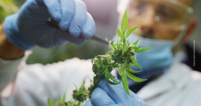 CBC Cannabichromene: Wirkung & Unterschied zu CBD?