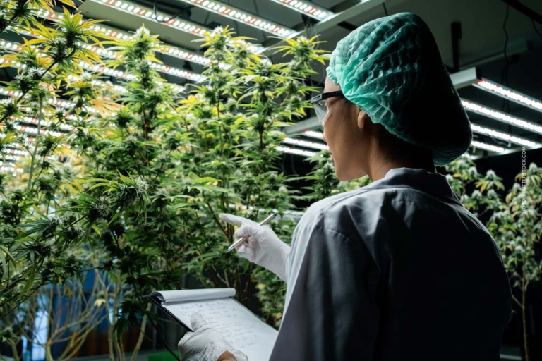 Cannabis Forschung: Studien, Medizin & neue Erkenntnisse