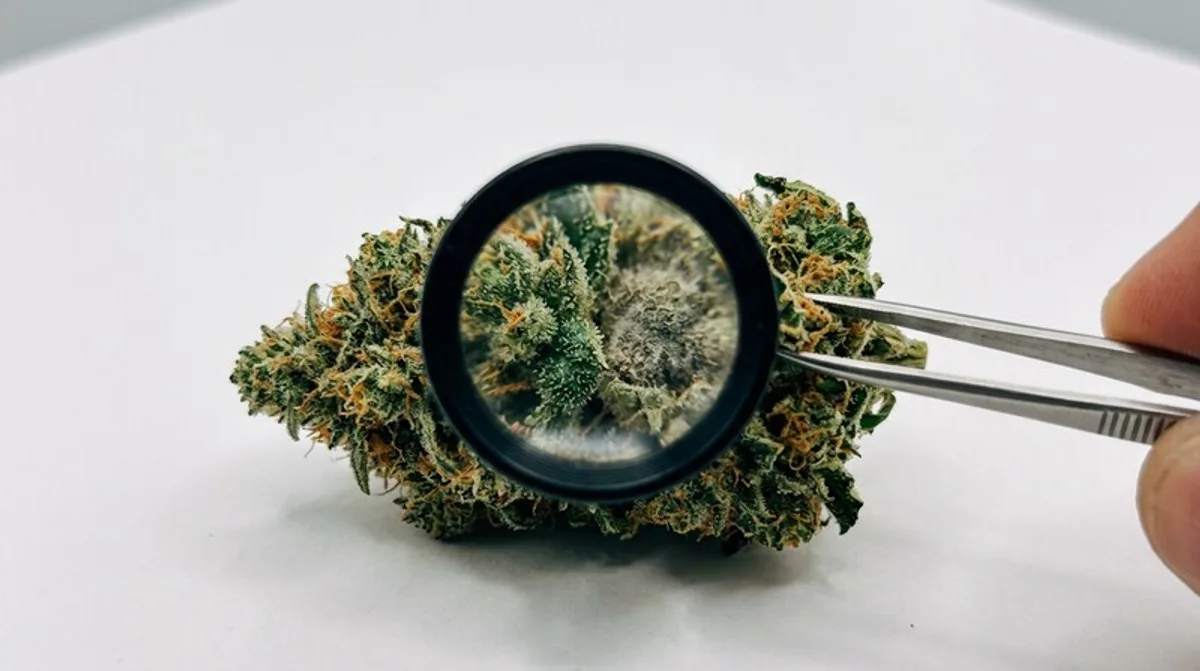 THC in Haaren nachweisbar: wie lange & welche Grenzwerte?