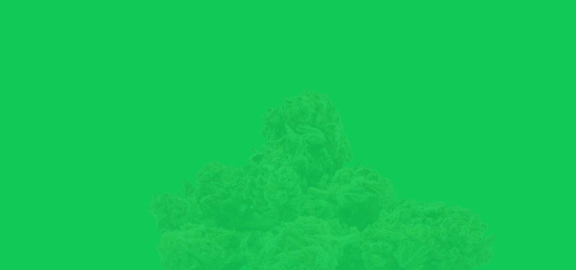 Zwittrige Cannabispflanze: Hermaphrodit erkennen & was tun?