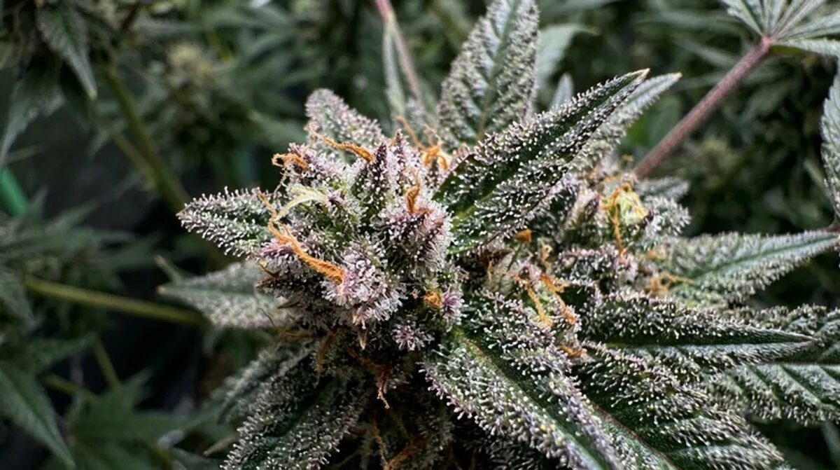 Frozen Hash: Was ist das? Herstellung, Ice Water Hash & Wirkung