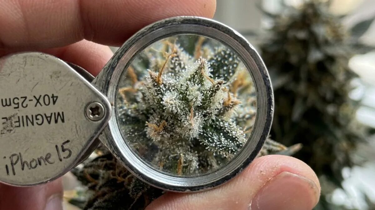 cannabis trichome makro krista lupe stein flechte mineralien 