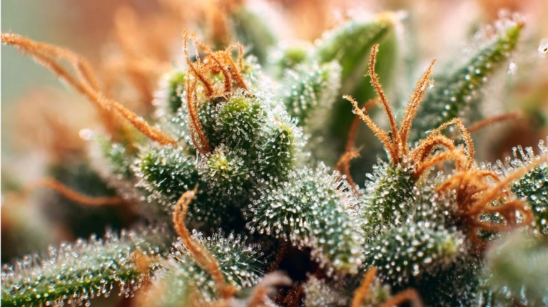 Bisabolol Cannabis: Wirkung, Strains & welche Terpene?