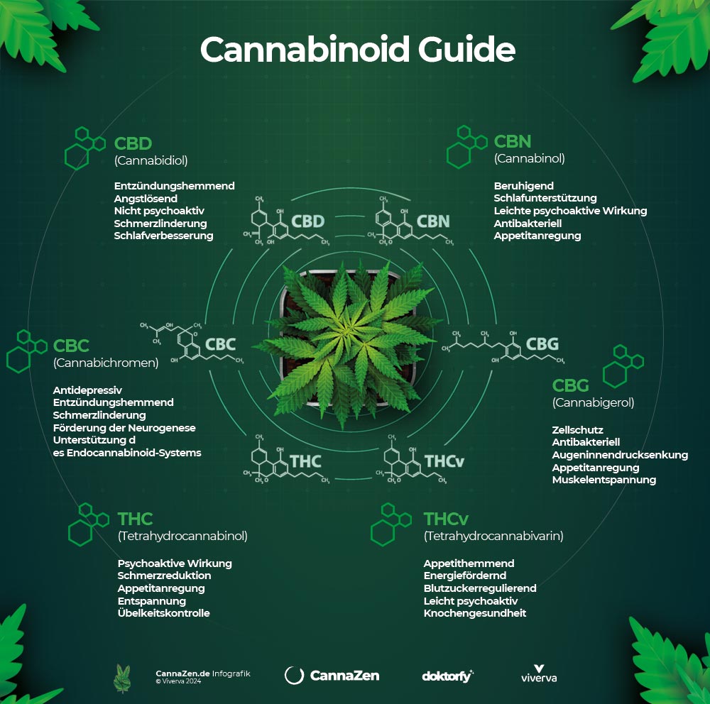 infografik cannabis cannabinoide guide ratgeber ubersicht thc cbd 1