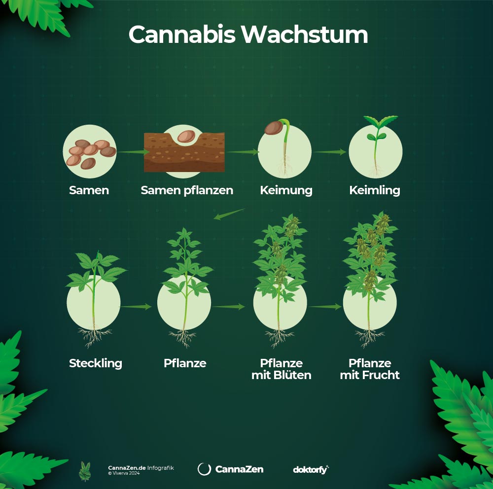 Cannabis Wachstum Pflanze Phasen Cannabis Wachstum Pflanze Phasen