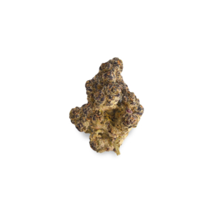 Blue Lobster Strain - Cantourage