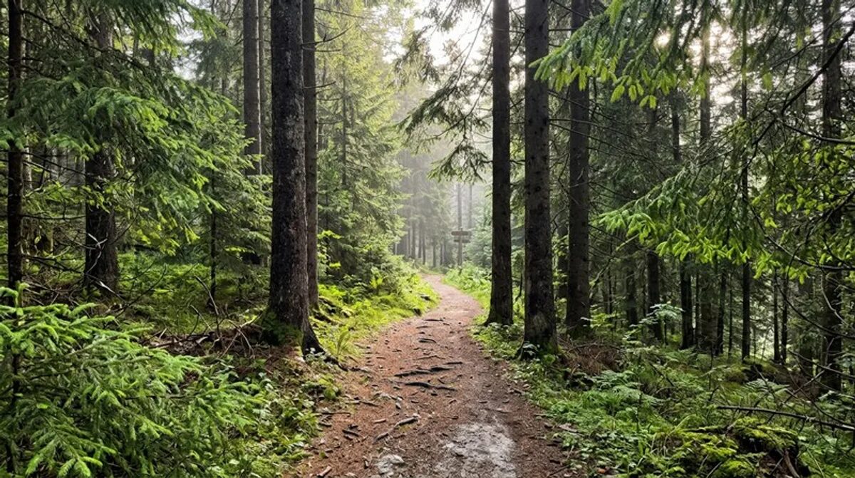 terpene pinien wald frische na waldweg nadelwald fichtenbaeum