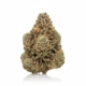 Amnesia Haze Cake x 28,0% THC | Avaay