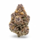 Craft Rocket x 28,0% THC | Demecan
