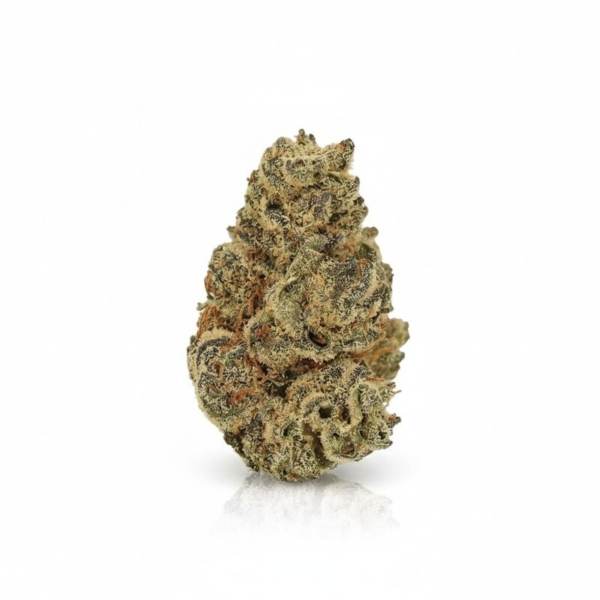 Orange Bud
