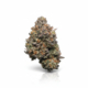 Rainbow Pave x 28,0% THC | ADREXpharma
