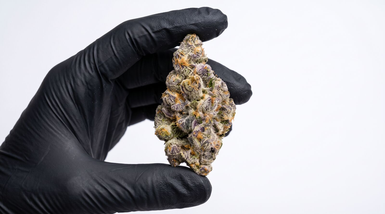 High Five! 5 neue Sorten von CannaZen: Gas Royale, Purple Zoap & mehr